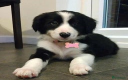 Border Collie dogs for sale: Beautiful girl non kc  - Image 3