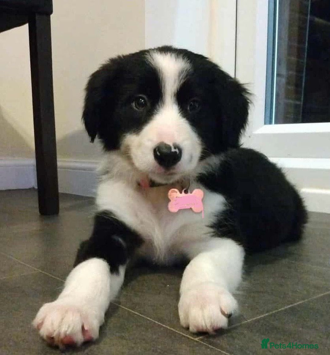Border Collie dogs for sale: Beautiful girl non kc  - Image 3