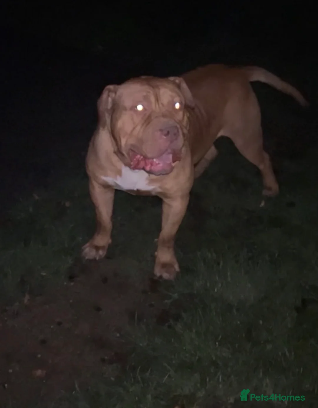 American Bull Staffy dogs for sale: 2 year old male - Advert 2