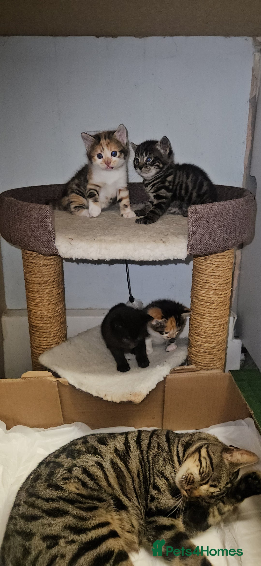 Bengal cats for sale: Kittys:Bengal+British parents  - Advert 15