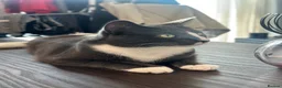 Domestic Shorthair cats for sale: Affectionate Male Cat Seeking Loving Home - Advert 2