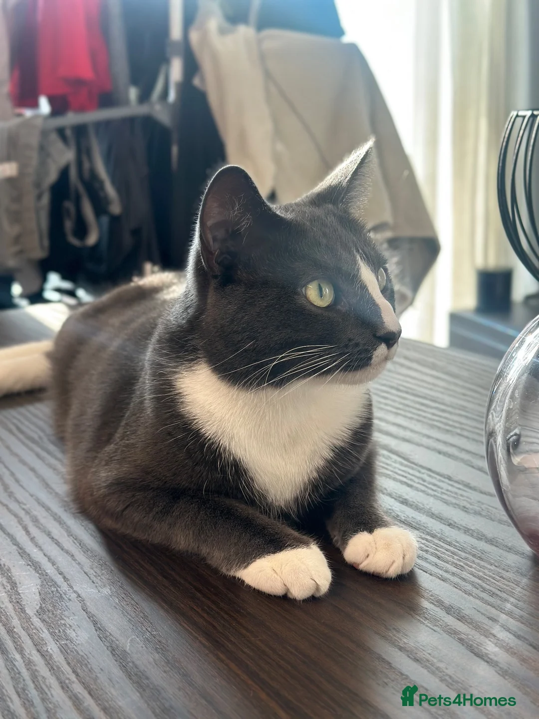 Domestic Shorthair cats for sale: Affectionate Male Cat Seeking Loving Home - Advert 2