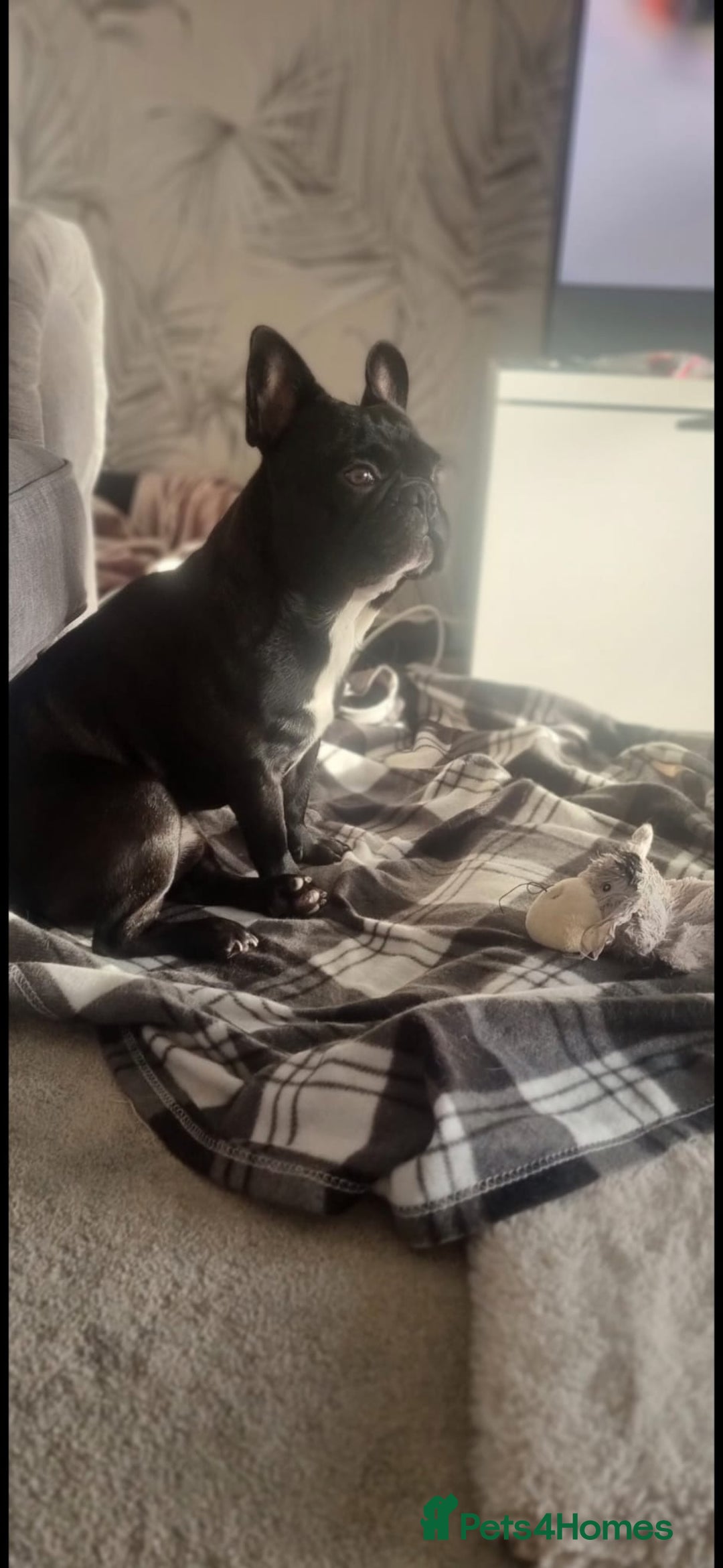 French Bulldog dogs for sale: Nearly 5 year old French Bulldog for rehoming - Advert 1