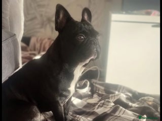 French Bulldog dogs Nearly 5 year old French Bulldog for rehoming - Advert 1