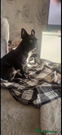 French Bulldog dogs Nearly 5 year old French Bulldog for rehoming - Advert 1