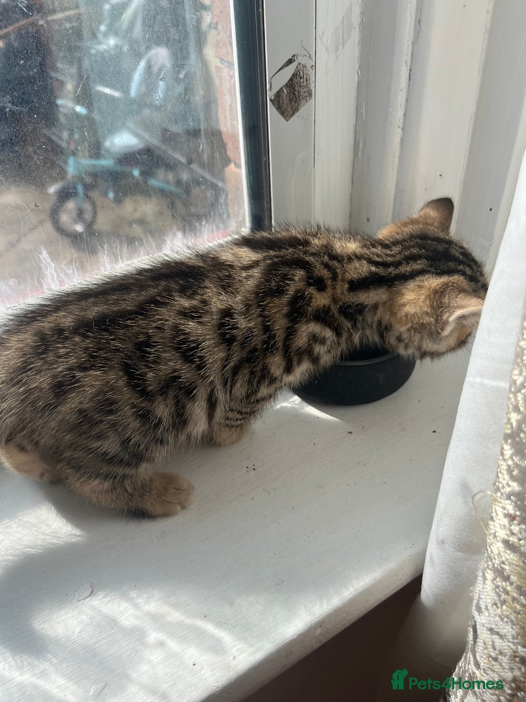 Bengal cats for sale: Bengal kittens - Image 12