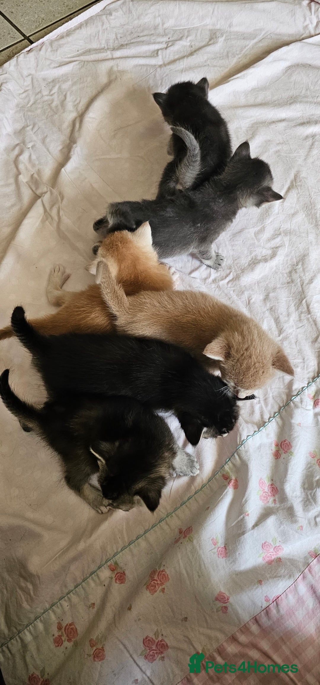 Mixed Breed cats for sale: Abyssinian x Bengal  - Image 32