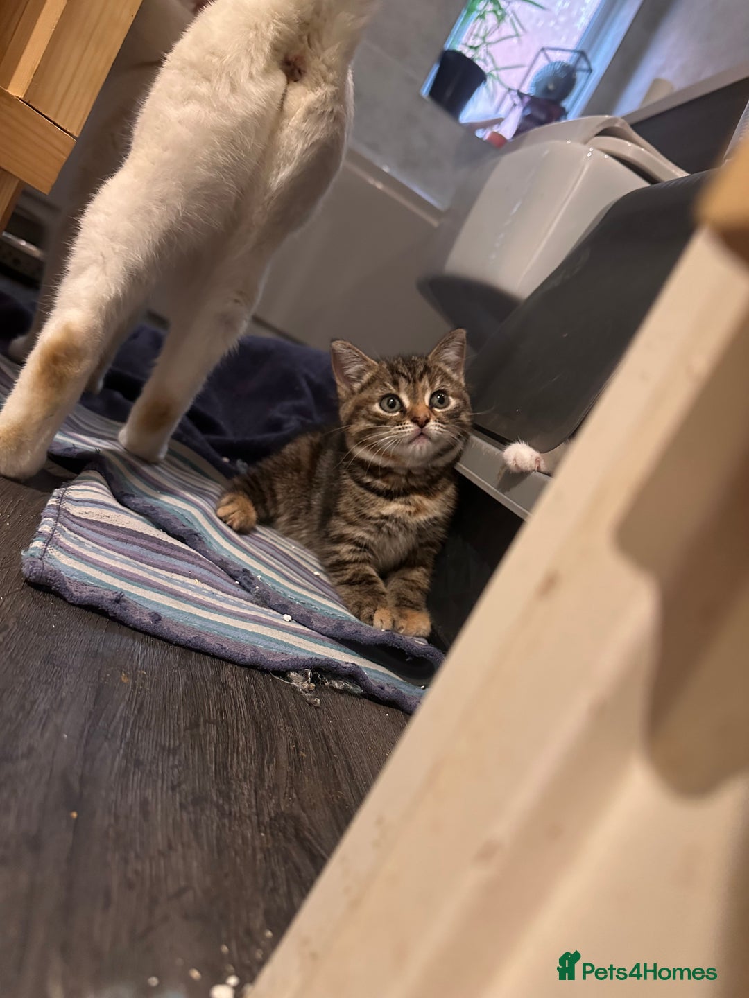 Mixed Breed cats for sale: Chubby tabby girl - Advert 2