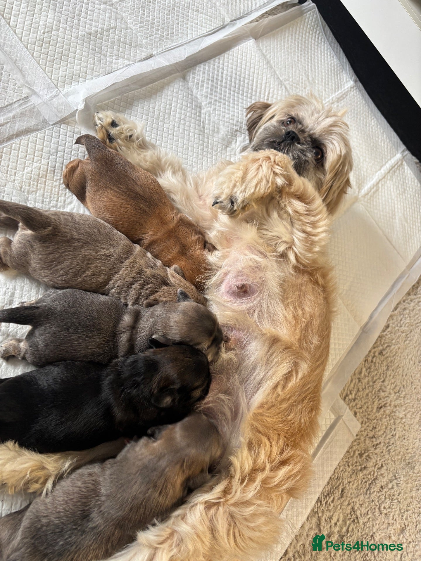 Shih Tzu dogs Shih Tzu puppies  - Advert 1