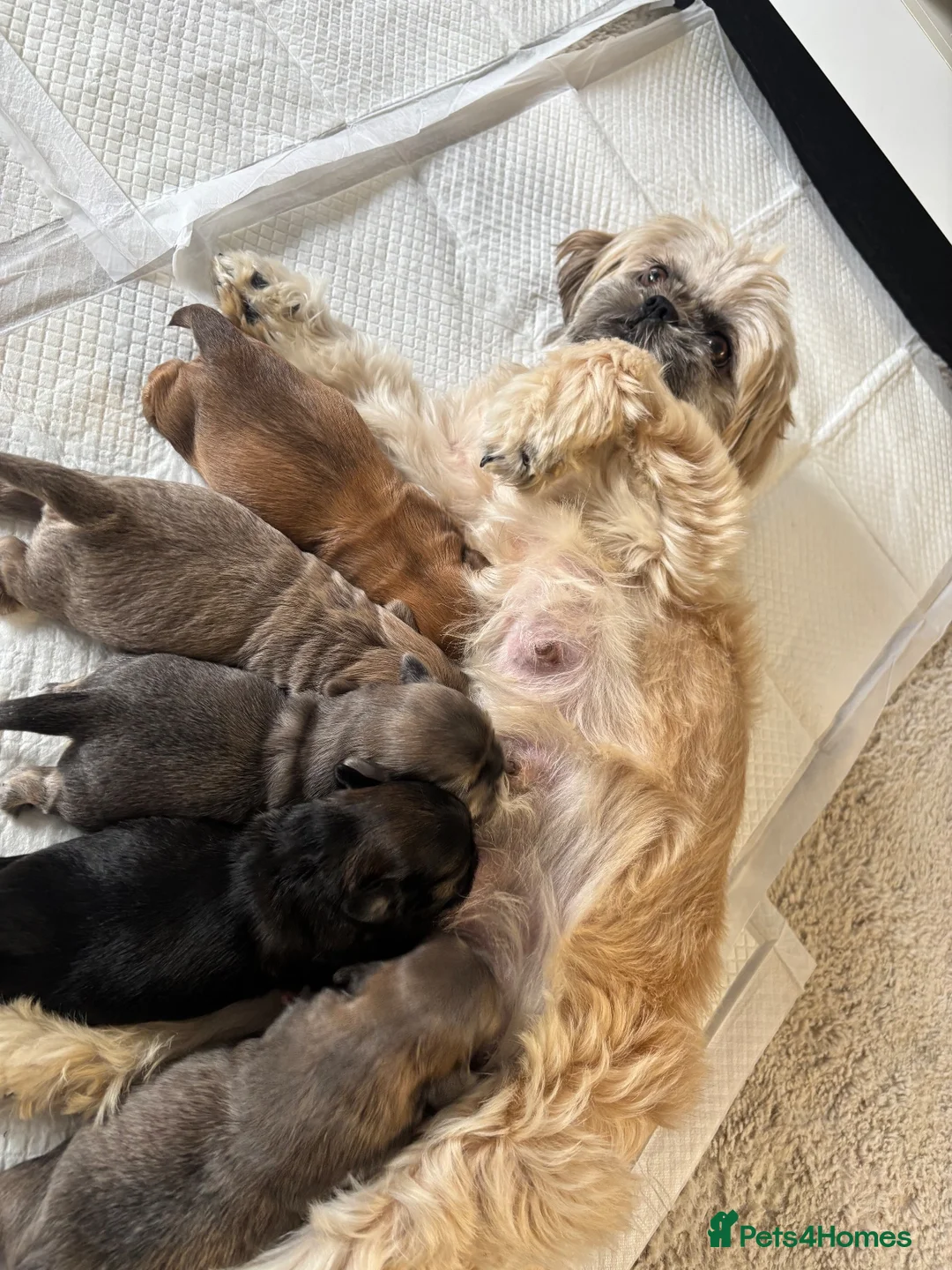 Shih Tzu dogs for sale: Shih Tzu puppies  - Advert 1