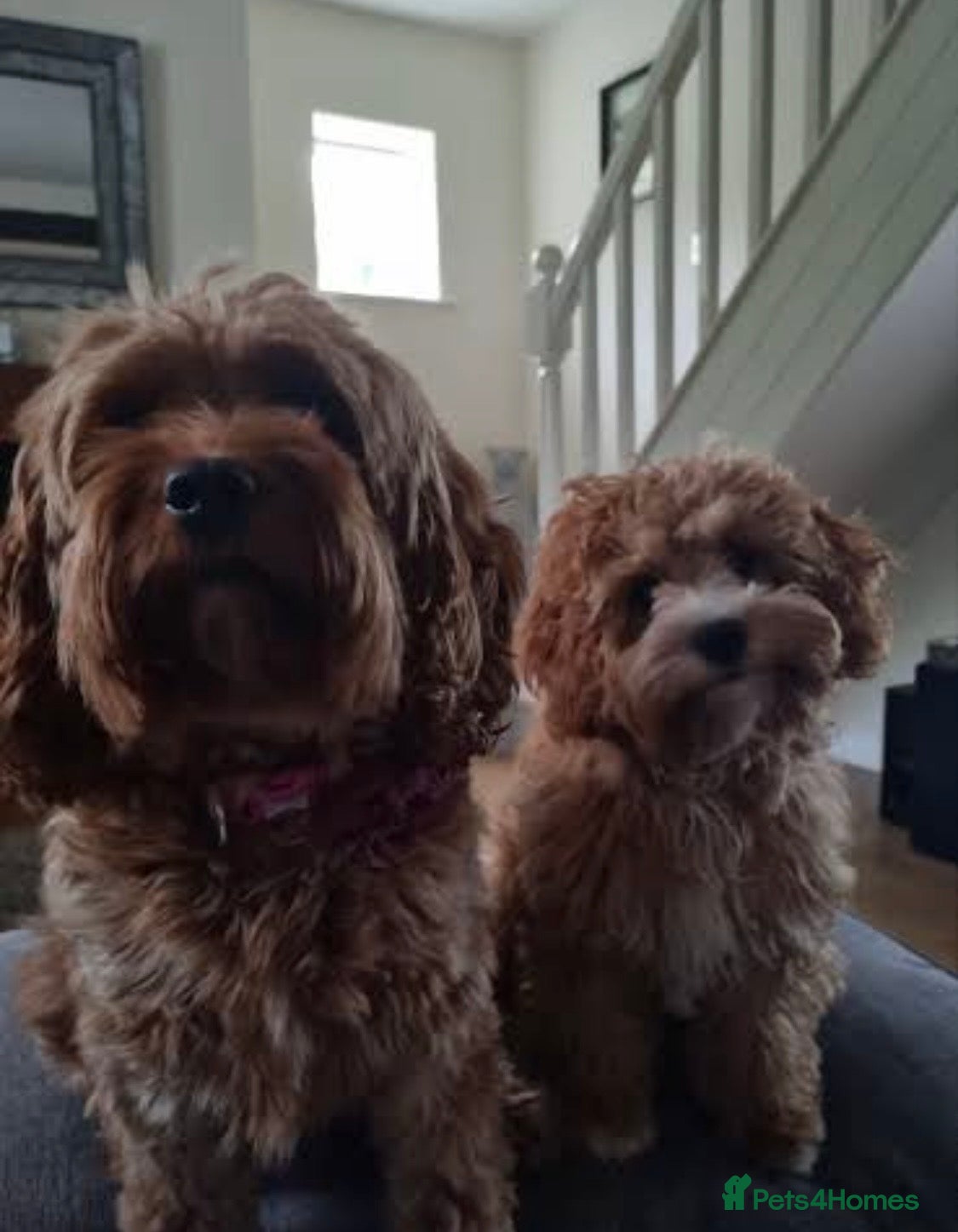 Cavapoo dogs 🐾Cavapoo Puppies F1b –Reservations Now Open - Advert 9