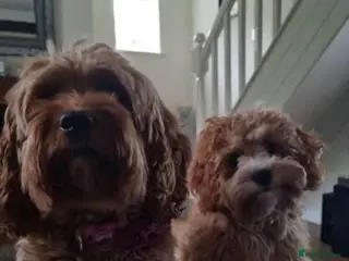 Cavapoo dogs 🐾Cavapoo Puppies F1b –Reservations Now Open - Advert 9