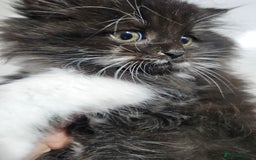 Mixed Breed cats for sale: Adorable Fluffy little Boy  - Image 4