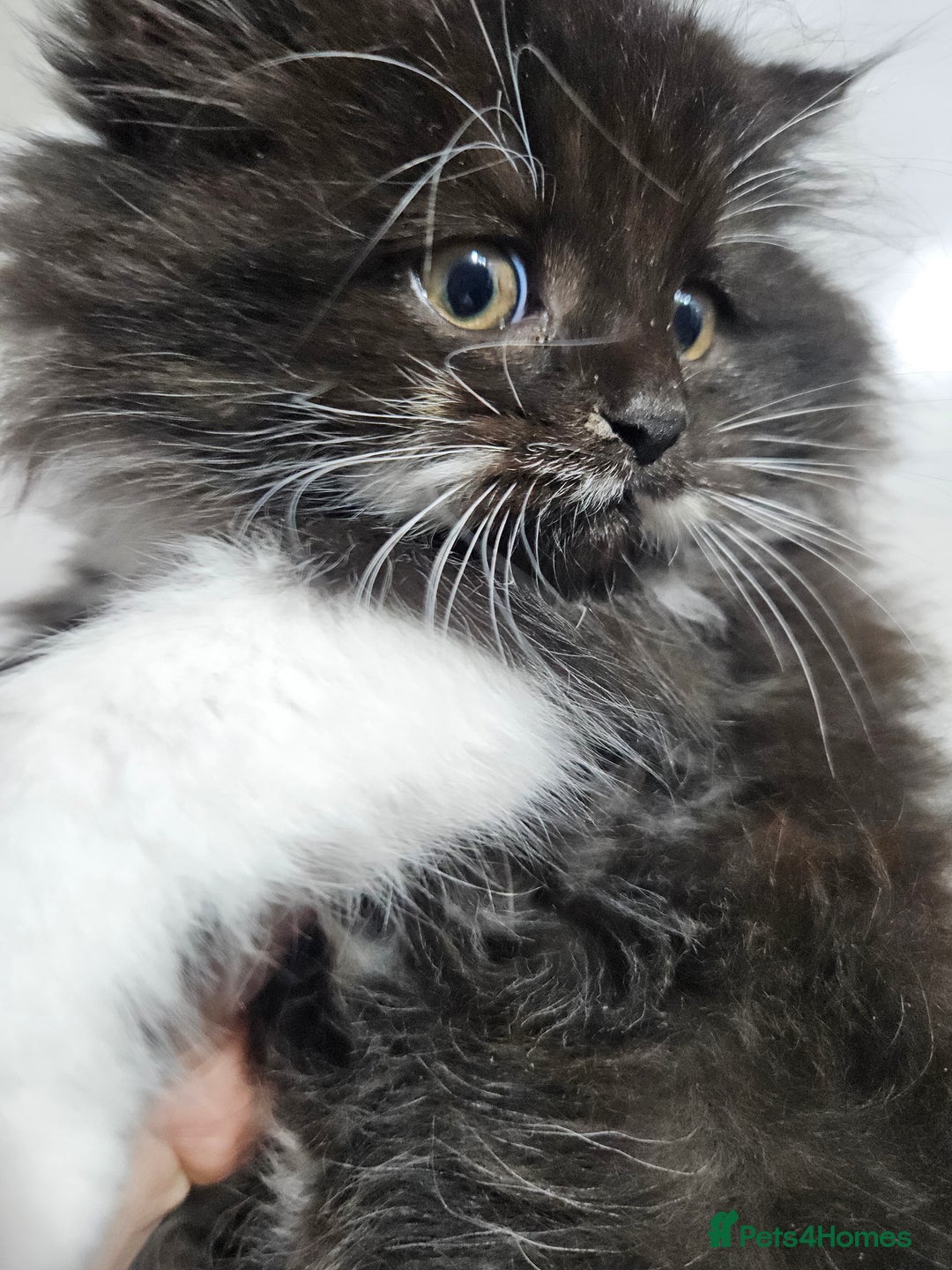 Mixed Breed cats for sale: Adorable Fluffy little Boy  - Image 4