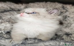 Ragdoll cats for sale: Ragdoll Kitten - Advert 2