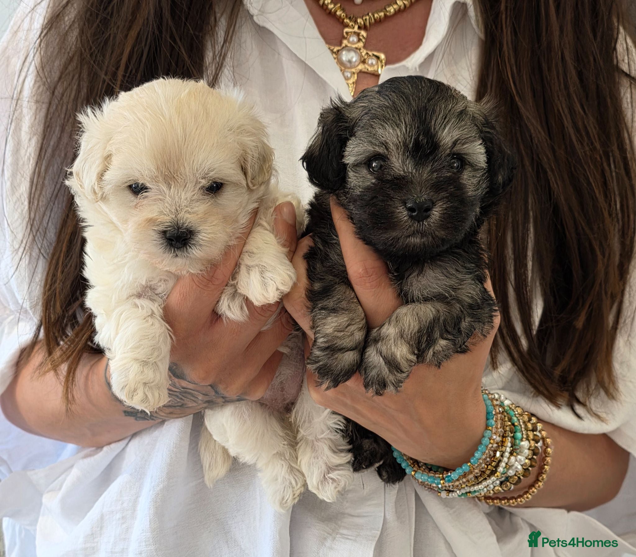 Maltipoo dogs Korean/Asian maltipoo puppies💗💙 - Advert 1