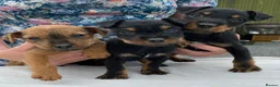 Lakeland Terrier dogs for sale: Lakeland / Patterdale Terrier Puppies - Advert 1
