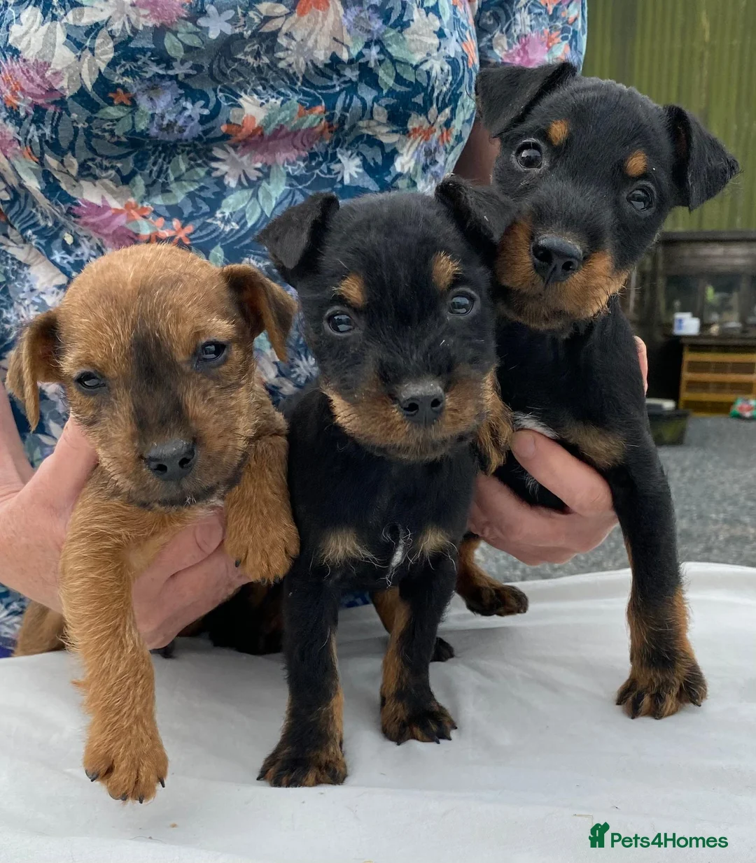 Lakeland Terrier dogs for sale: Lakeland / Patterdale Terrier Puppies - Advert 1