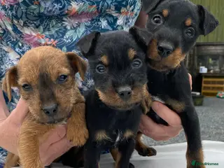 Lakeland Terrier dogs Lakeland / Patterdale Terrier Puppies - Advert 1