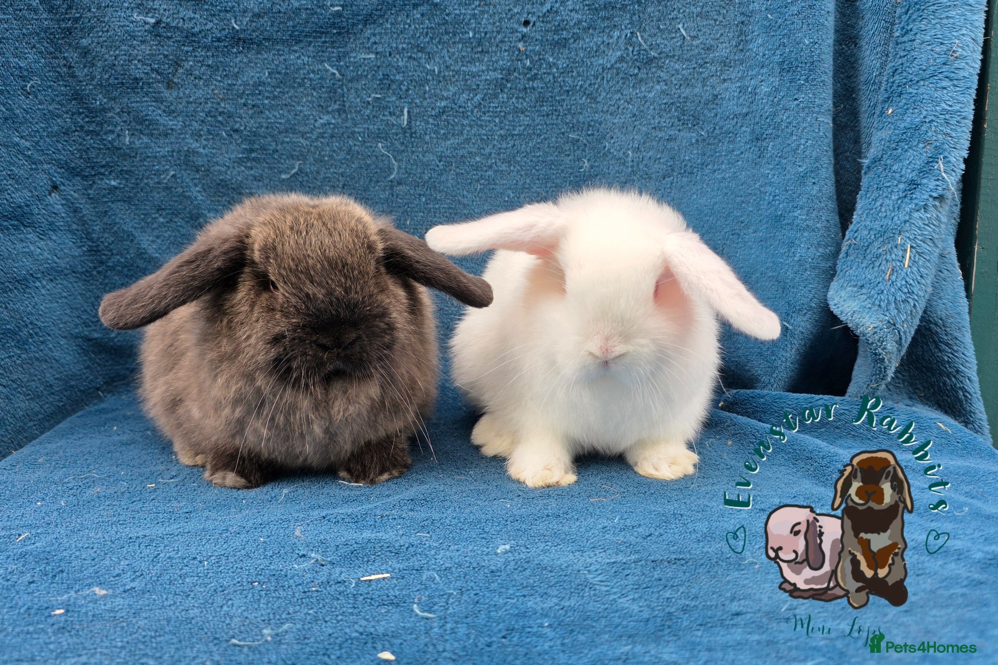 Mini Lop rabbits Lovely friendly Mini lops - Advert 18