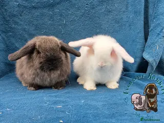 Mini Lop rabbits Lovely friendly Mini lops - Advert 2