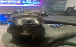 Staffordshire Bull Terrier dogs for sale: Blue Staffordshire bullterrier  - Image 11