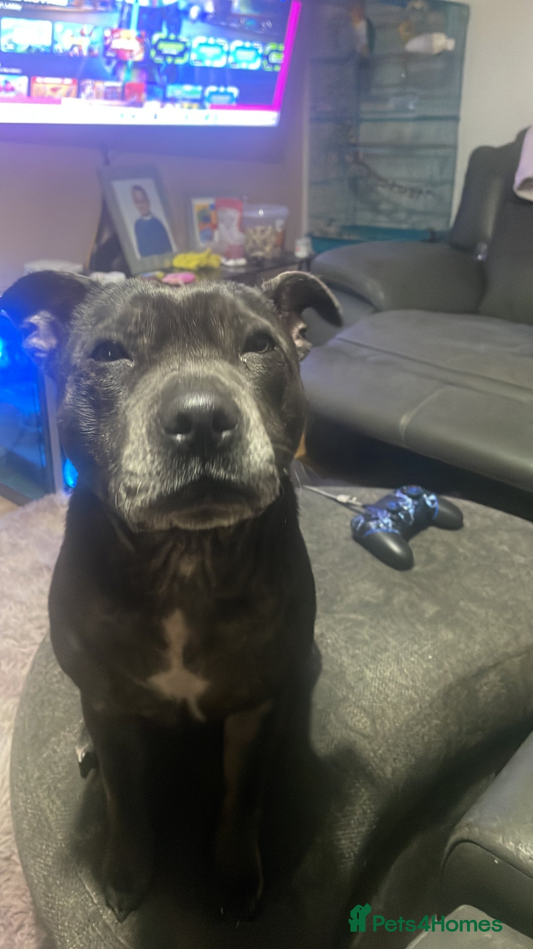 Staffordshire Bull Terrier dogs for sale: Blue Staffordshire bullterrier  - Image 11