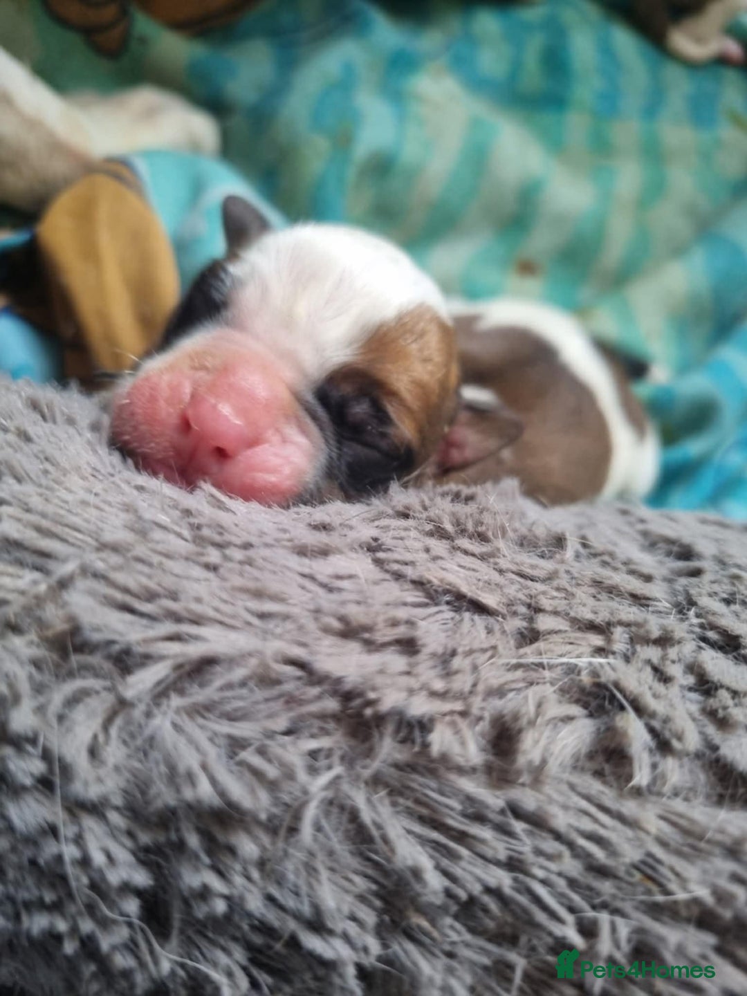 American Bulldog dogs for sale: American Bulldog puppies - Image 5
