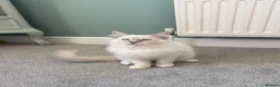 Ragdoll cats for sale: GCCF Mitted Lilac Lynx Active boy - Advert 5