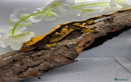 Gecko reptiles for sale: Geckos for sale.  - Image 2