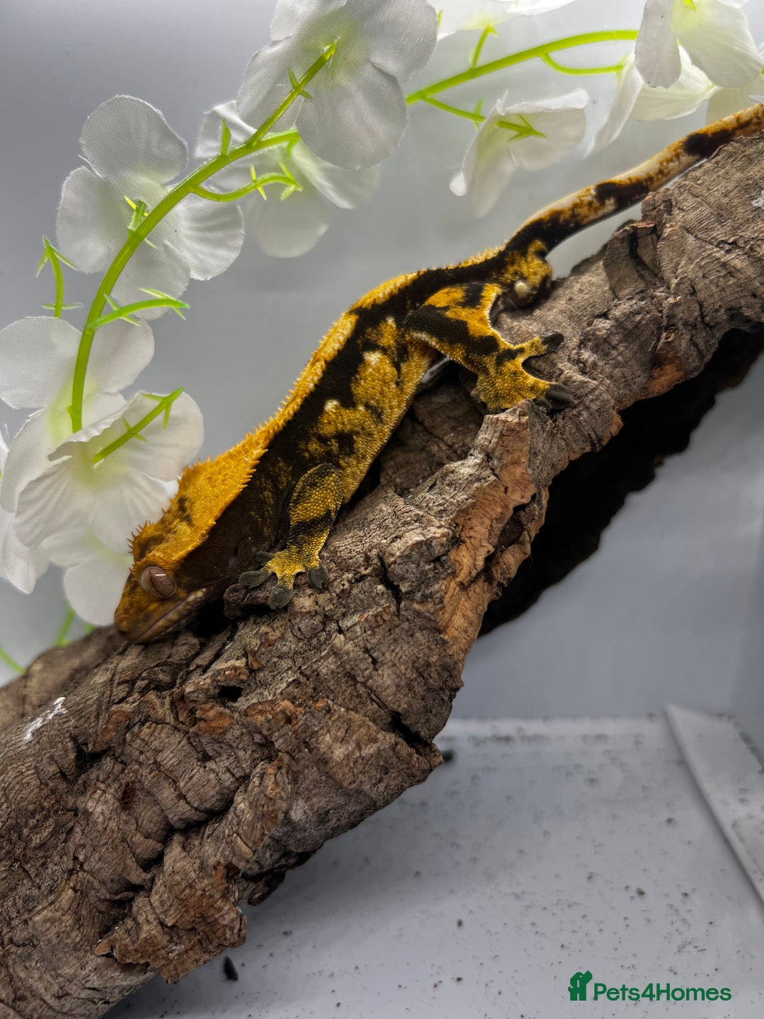 Gecko reptiles for sale: Geckos for sale.  - Image 2
