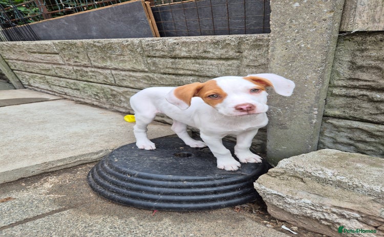 Mixed Breed dogs - Advert 2