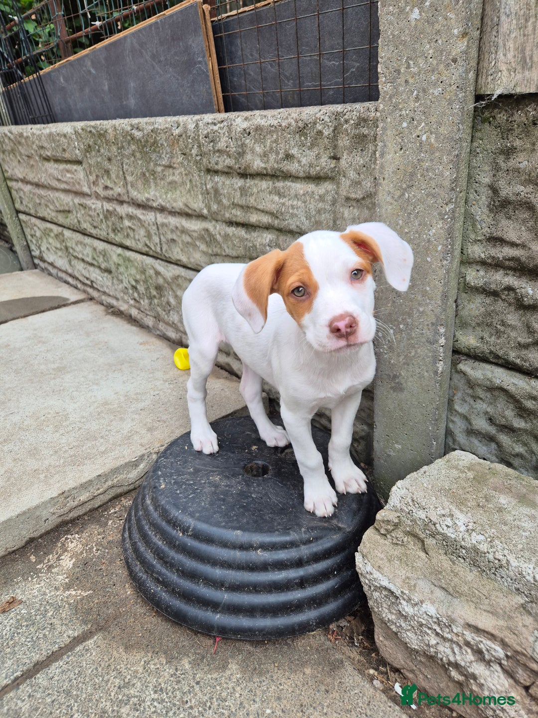 Mixed Breed dogs for sale: Mixed breed - Image 1