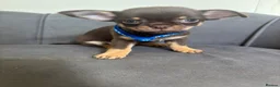 Chihuahua dogs for sale: Stunning KC Reg Chocolate Chihuahuas - Advert 3