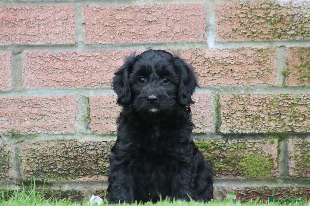 Cavapoo dogs for sale: F1 Cavapoo puppies for sale - Image 5