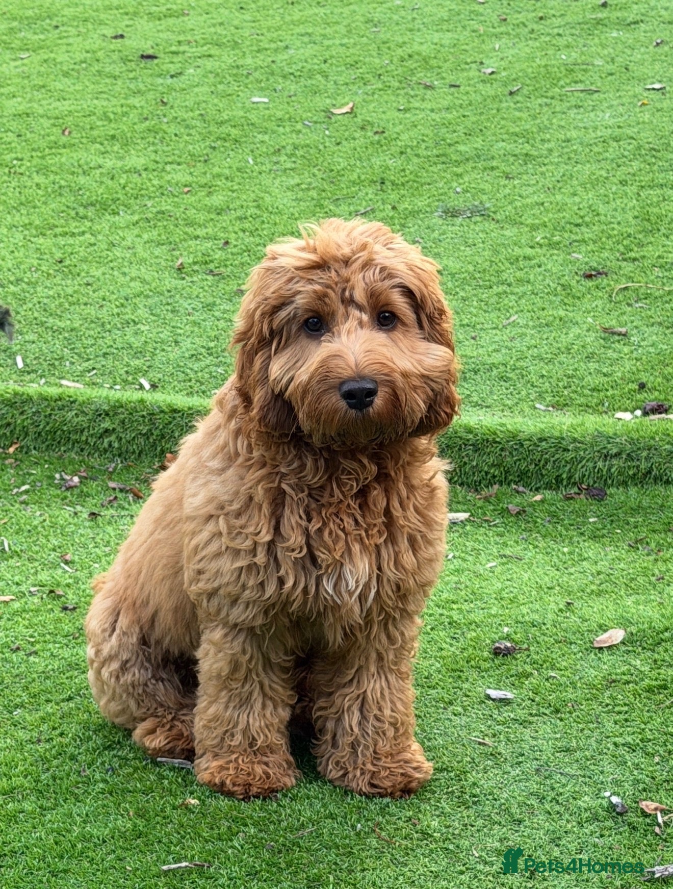 Cockapoo dogs Aston 6 month old cockapoo  - Advert 9
