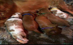 Cavalier King Charles Spaniel dogs for sale: ⭐️Kc dna, heart tested cavalier babys⭐️ - Image 8