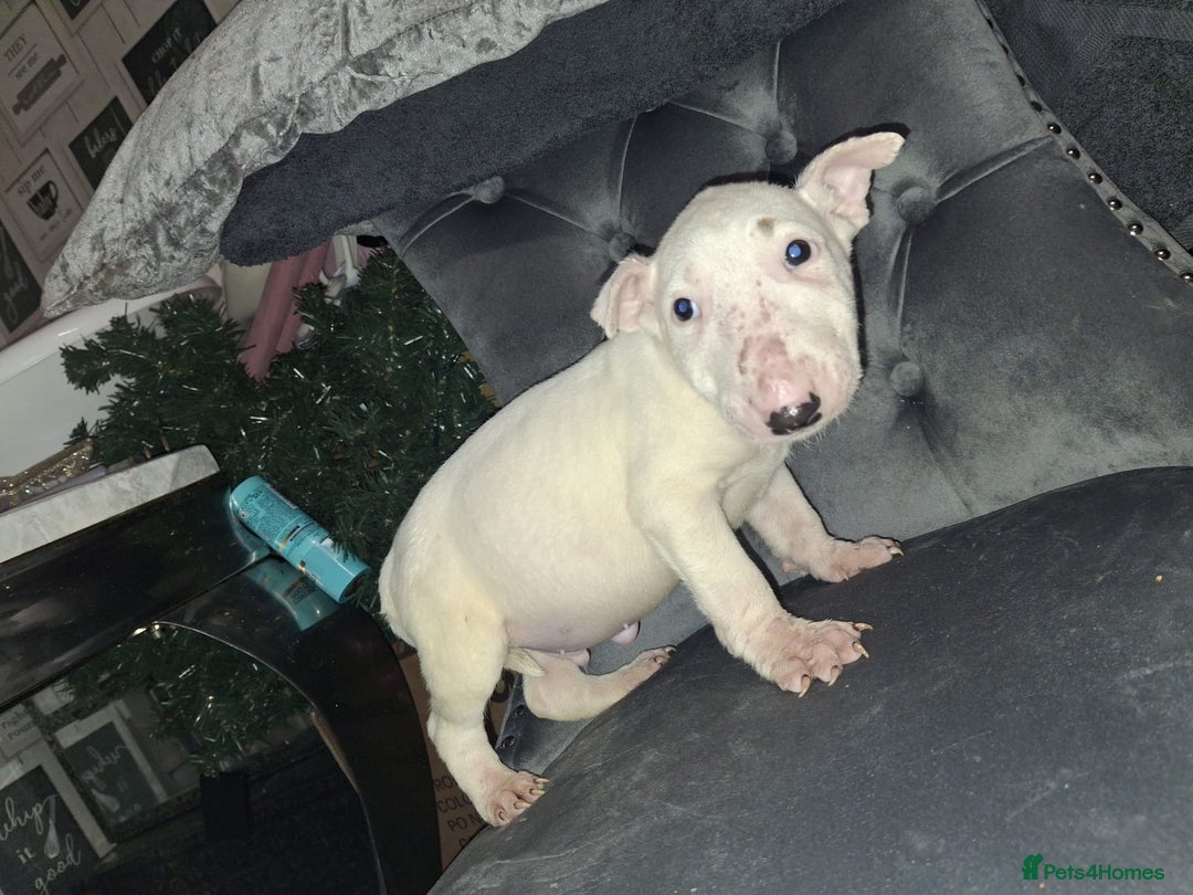 English Bull Terrier dogs for sale: English bull terrier  - Advert 3