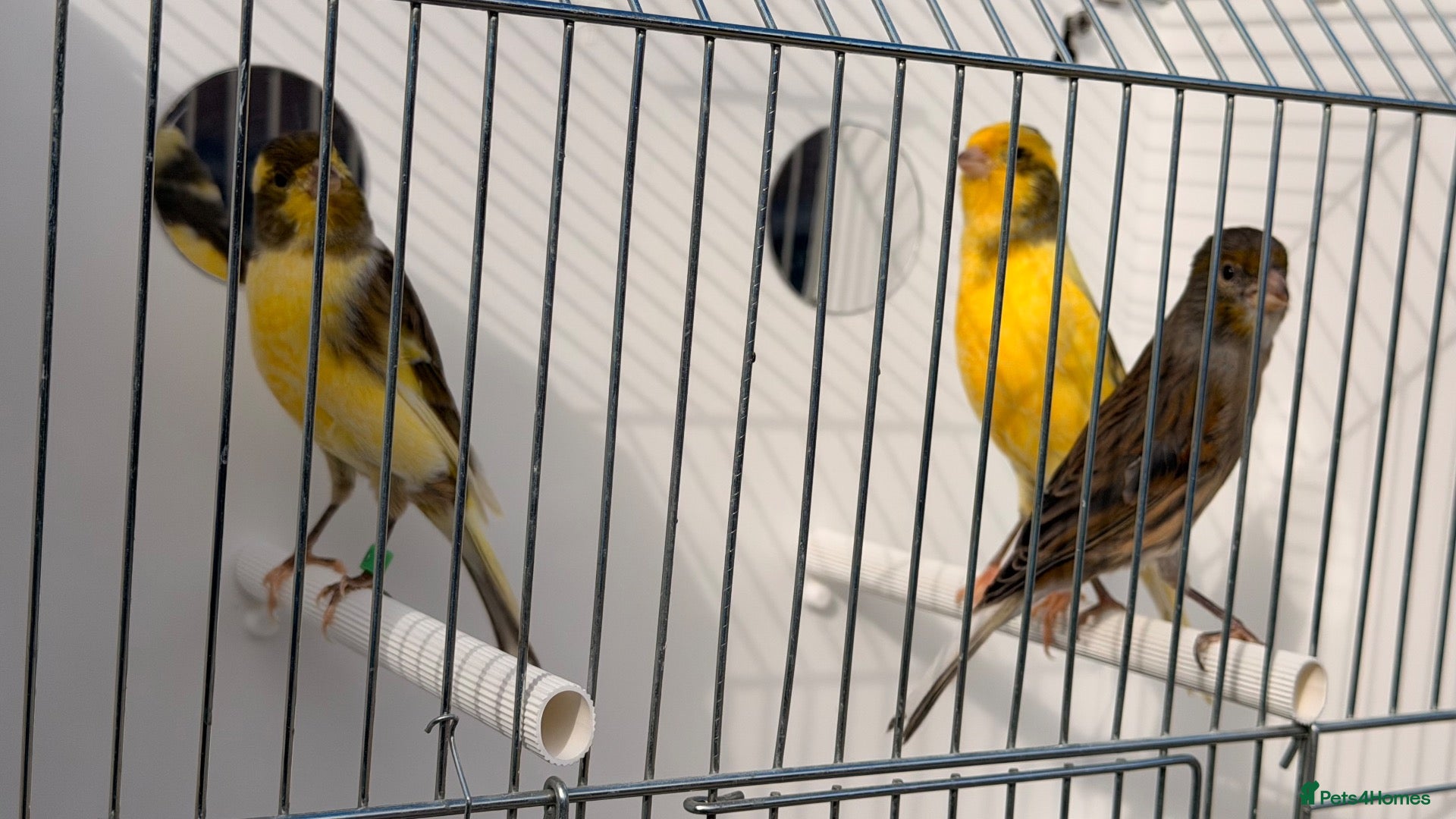 Canaries birds x7 proven 2025 hens available  - Advert 6
