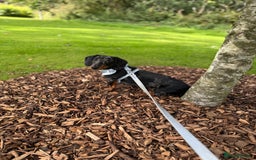 Dachshund dogs for sale: Black & Tan Dapple Dachshund - 8 month old - Image 6
