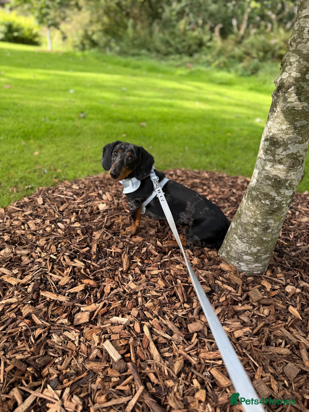 Dachshund dogs for sale: Black & Tan Dapple Dachshund - 8 month old - Image 6