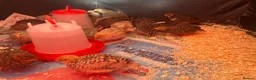 Quail poultry for sale: Japanese coturnix quails for sale!! - Advert 4