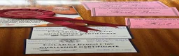 Rhodesian Ridgeback dogs for stud: ORIGINAL KC IMPORTED STUD FROM AFRICA  - Advert 7