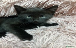 Mixed Breed cats for sale: Lovely little kittens for sale - Image 6