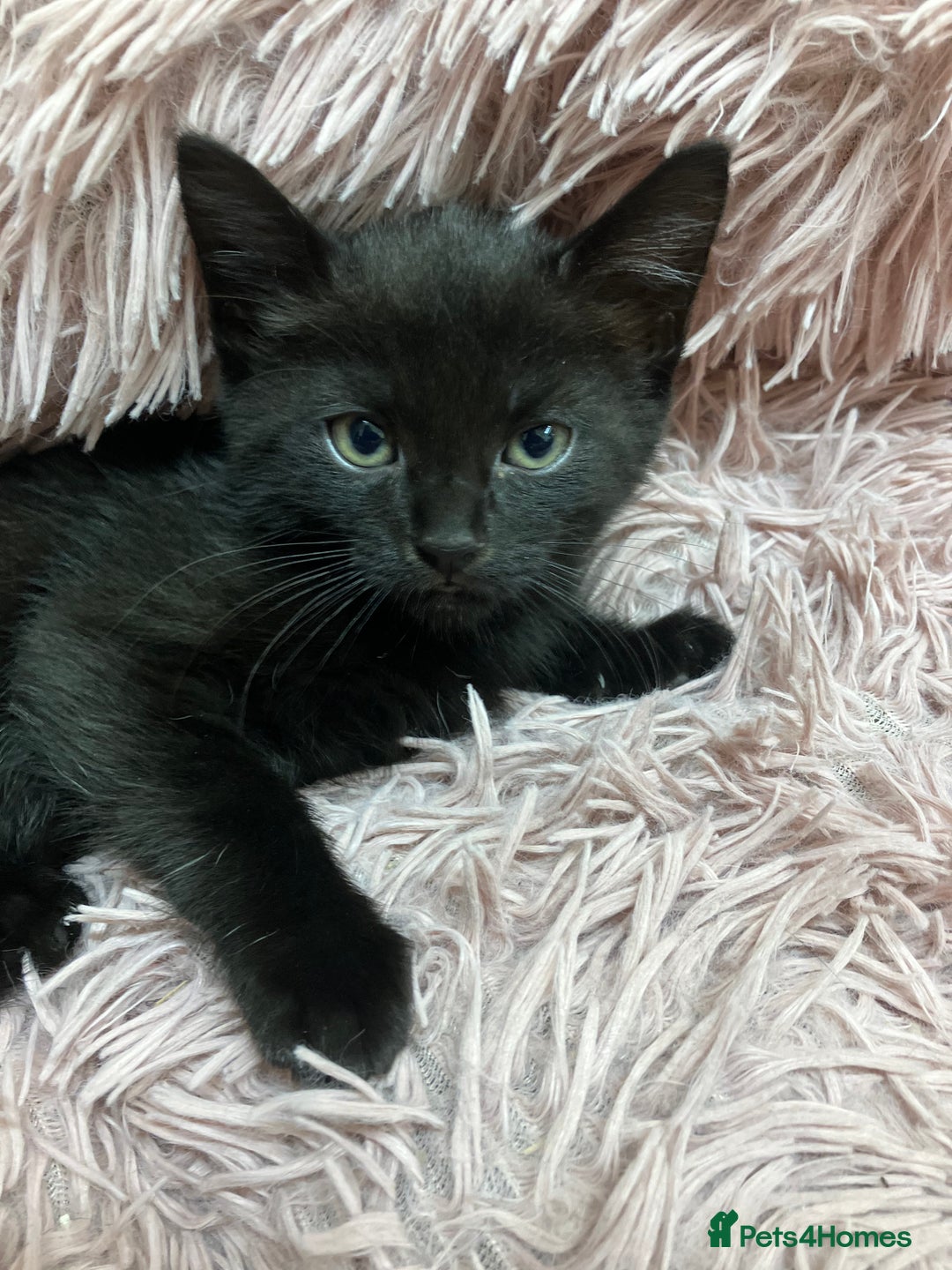Mixed Breed cats for sale: Lovely little kittens for sale - Image 6