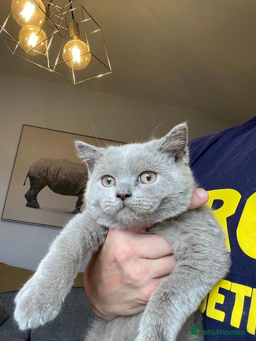 Scottish Fold cats for sale: Beautiful scotish fold straight ear kittens 🐱 ❤️ in Altrincham - Image 8