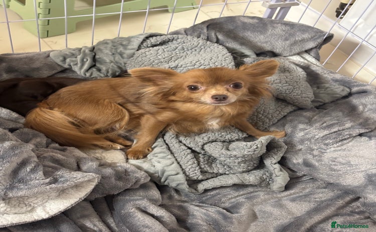 Chihuahua dogs - Advert 2
