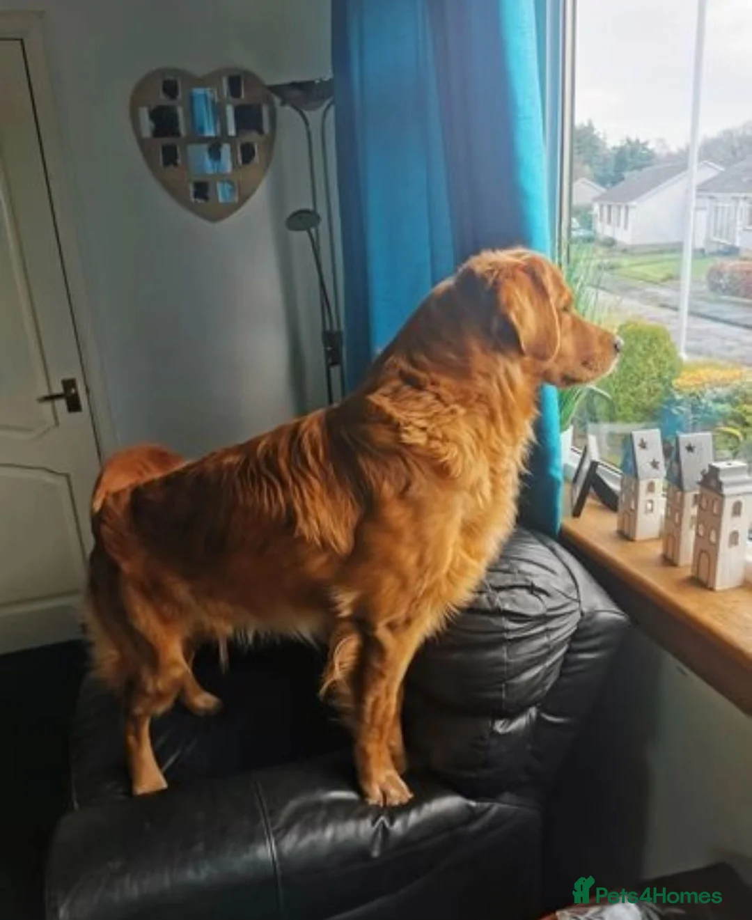 Golden Retriever dogs for sale: KC registered Golden Retriever Puppies - Advert 16