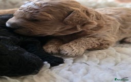 Cavapoo dogs for sale: Miniature cavapoo f1bb puppies - Image 6
