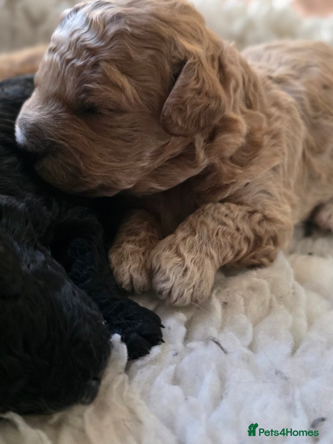 Cavapoo dogs for sale: Miniature cavapoo f1bb puppies - Image 6